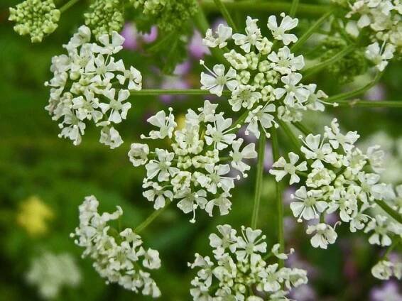 Conium maculatum_inflorescence_copyright_2009_NealKramer