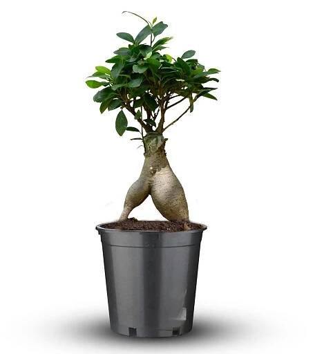 Small Ficus Microcarpa Bonsai Buy Online