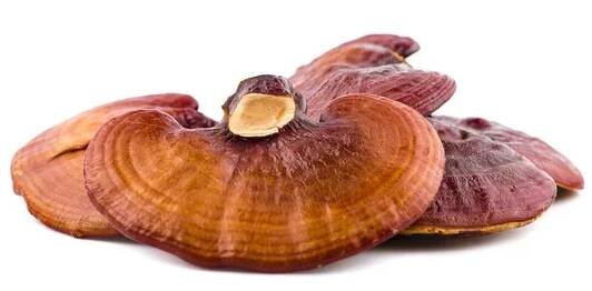 Sušený Ganoderma lucidum hub izolovaný na bílém pozadí. Li — Stock obrázek