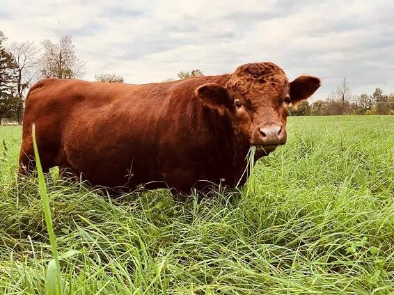 Dexter Cattle — Quarter Mile Good Farm & Orchard
