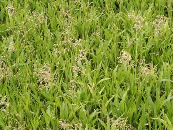 Bika lesní 'Auslese' - Luzula sylvatica 'Auslese'
