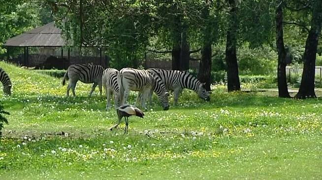 Vstupné do klasické části zoo ve Dvoře Králové nezdraží