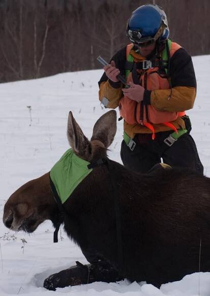 Article: DNR survey shows Minnesota’s moose population remains low