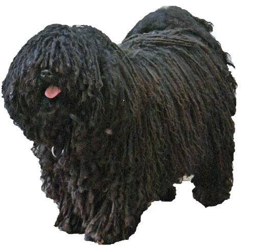puli