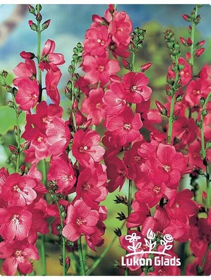 Sidalcea oregana BRILLIANT - slézovník - Lukon Glads s.r.o.