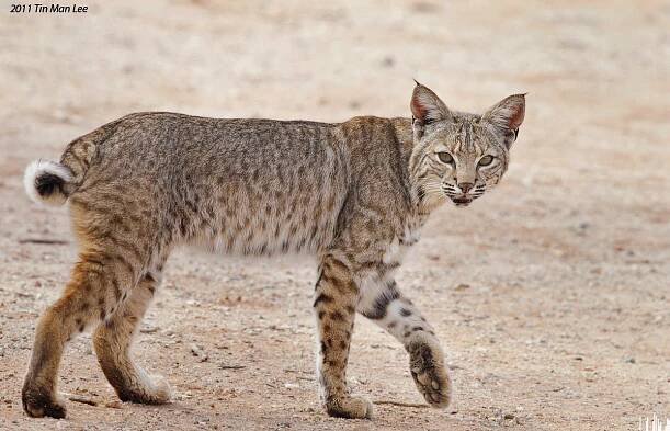 Bobcat And The Zen of Letting Go - Wildlife Photography Coaching by Tin Man Lee