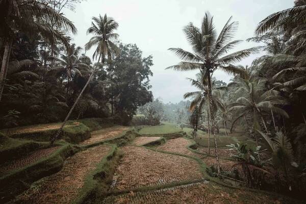 Indonésie část druhá: Ubud | Svatební fotograf - Michal Buchta