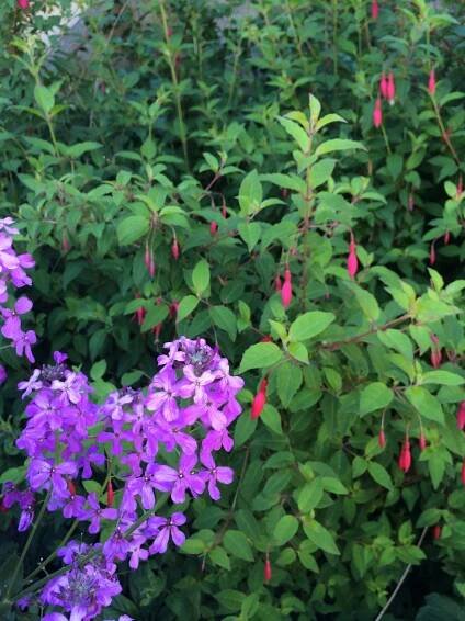 lunaria fuchs