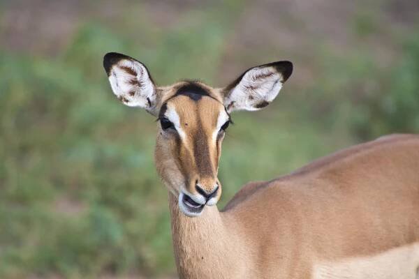 130420_DSC4425 Impala.jpg