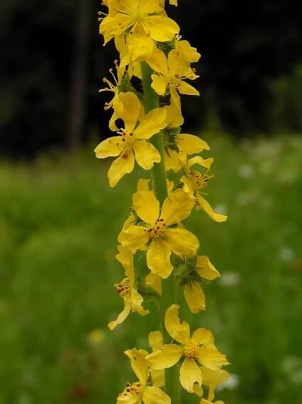 Agrimonia eupatoria - řepík lékařský