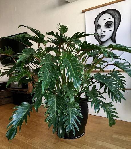 large philodendron xanadu in black pot on wood floor in front of black and white art