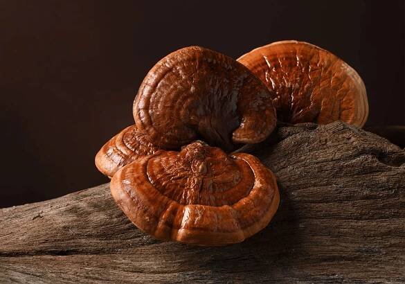 Boost Your Immune System With Medicinal Mushrooms - Teressa Todd