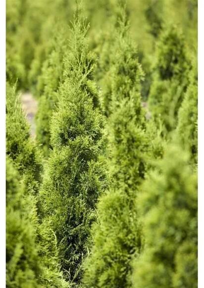 Thuja occidentalis 'Smaragd' Toskanasäule 80-100 cm