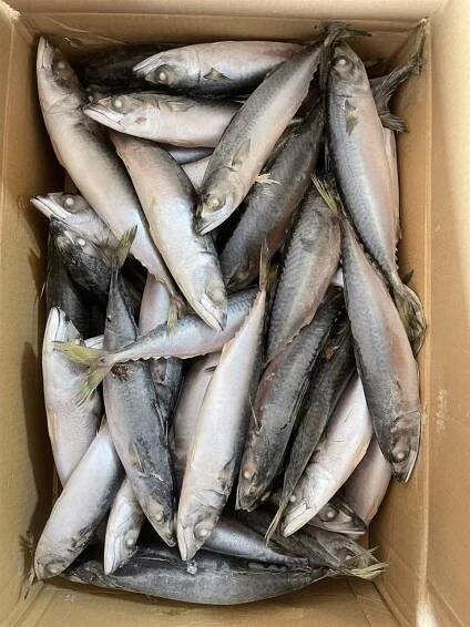 Frozen Pacific Mackerel Seafrozen