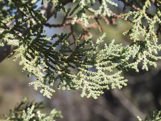 Hesperocyparis macnabiana