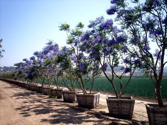 Jacaranda mimosifolia (acutifolia) - Boething Treeland Farms