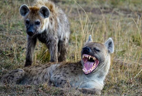 experience-wildlife — Great Expeditions