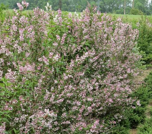 Deutzia scabra Pride of Rochester | Deutzia - trojpuk |Zahradnictví Franc 