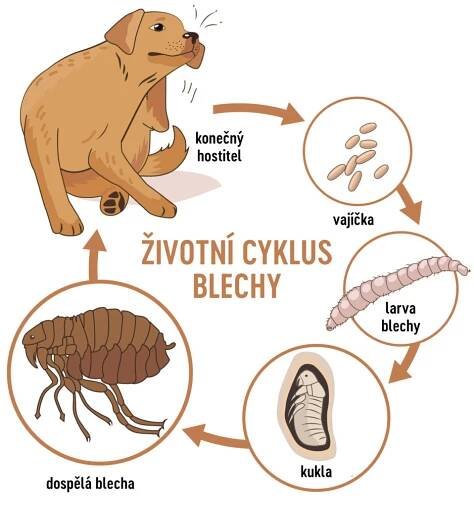 Na obrázku je kresba drbajícího se psa, to je konečný hostitel blechy. Od něj vede šipka k obrázku vajíček, pak šipka k obrázku larvy blechy, pak šipka ke kukle a šipka ke kresbě dospělé blechy. Celý obrázek znázorňuje životní cyklus parazita.