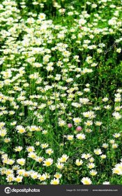 Sedmikrásky Vyplněné Květiny Letní Flóra — Stock Fotografie © PantherMediaSeller #341230982