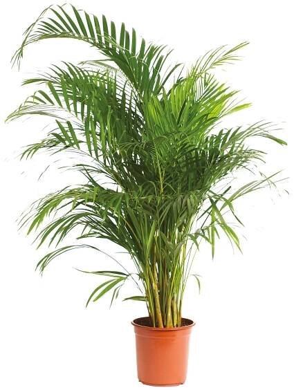 Piardino Areka Dypsis lutescens; velikost květináče: 24 cm