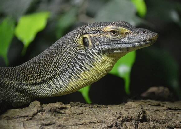 Adopce zvířat | Zoo Plzeň