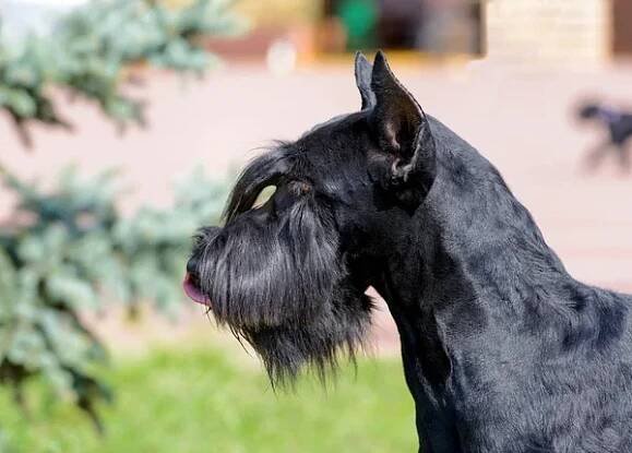 Portrét knírače. Zlatý Retriever stojí na zelené trávy v městském parku. — Stock obrázek