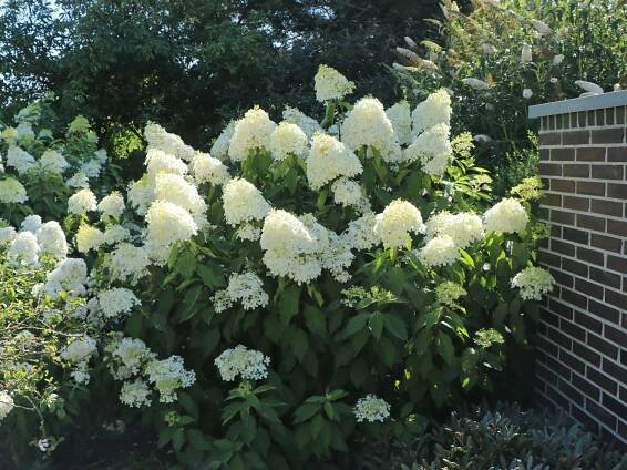 Hortenzie Phantom'