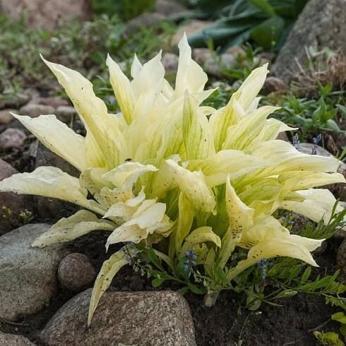 Bohyška - Hosta White Feather - hlízy bohyšky - 1 ks