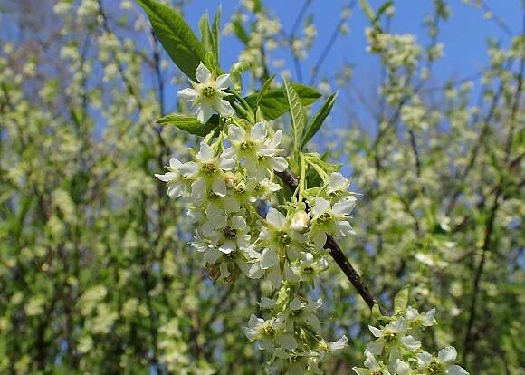 Soubor:Oemleria cerasiformis kz03.jpg – Wikipedie