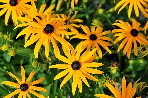 Co můžete zasadit s Rudbeckia?