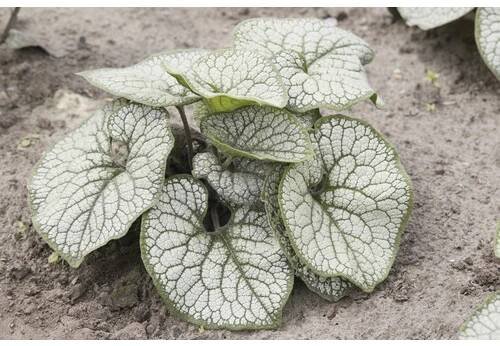 Pomněnkovec velkolistý Brunnera macrophylla ‚Silver Heart‘ 10-30 cm květináč 0,5 l - HORNBACH