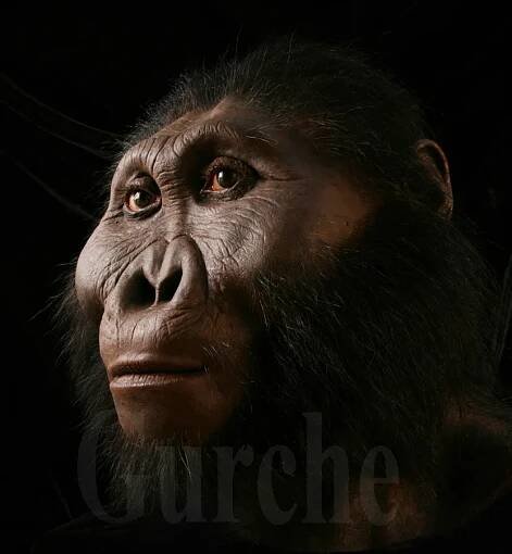 Paranthropus boisei male