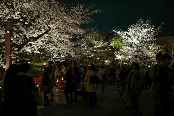 Momiji and Sakura – Travel & photo