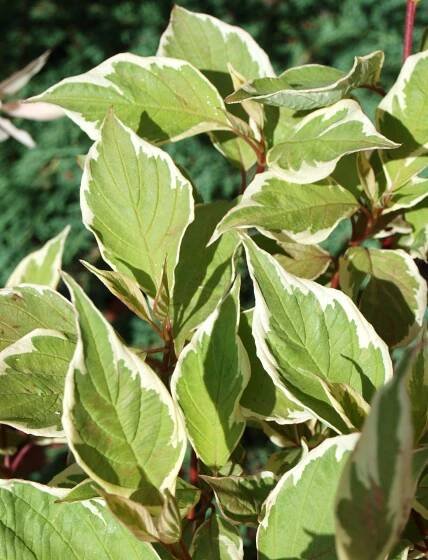 Cornus alba Elegantissima  Svída bílá Elegantissima