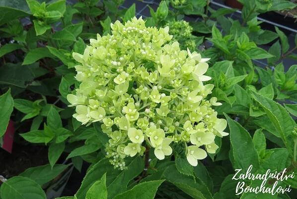 Hortenzie latnatá 'Limelight' – Hydrangea paniculata 'Limelight'