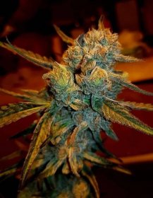 Amnesia Haze Strain Review & Growing Guide, weed, marijuana, cannabis seeds, royal queen seeds, ilgm, seedsman