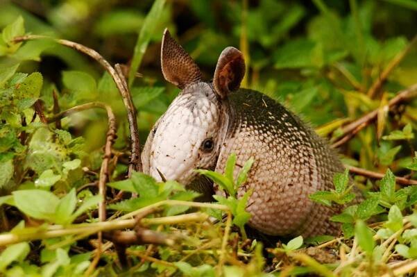 Obrázek - Dasypus novemcinctus aequatorialis (pásovec devítipásý) | BioLib.cz