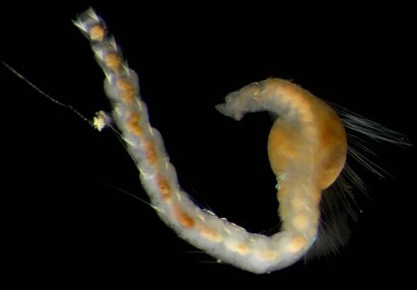 Checklist of newly-vouchered annelid taxa from the Clarion-Clipperton Zone, central Pacific Ocean, based on morphology and genetic delimitation