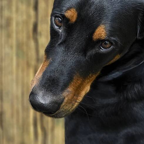Beauceron - 8 důvodů pro tuto rasu » NEJLEPŠÍ zboží pro ni