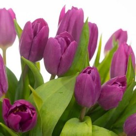 Luxusní tulipány lila