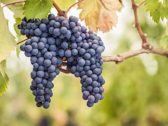 Krymské černé hrozny Pinot
