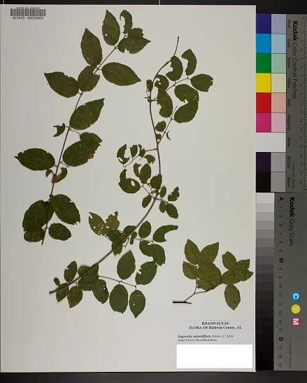 Sageretia minutiflora - Species Page - APA: Alabama Plant Atlas 