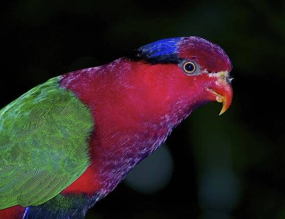 Soubor:Charmosyna stellae Stella Lorikeet Papua New Guinea by Nick Hobgood.jpg