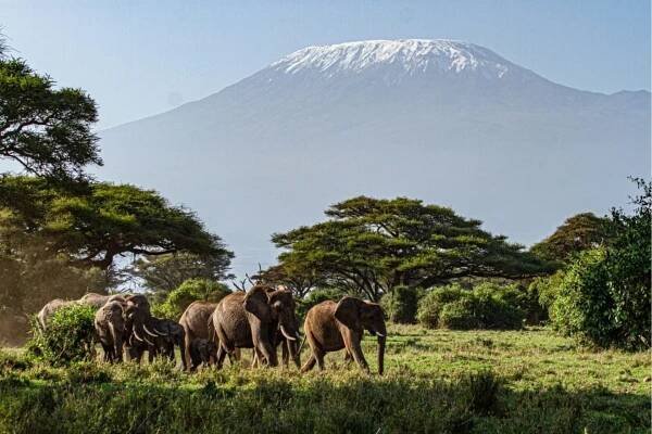 Kenya: Pure Wildlife Safari | Fitzroy Travel