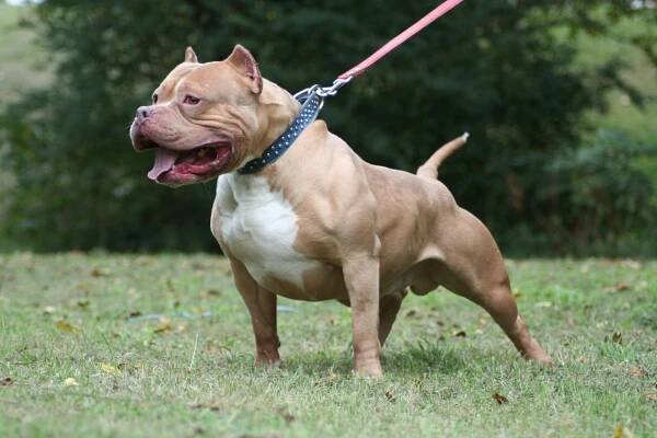 American Pitbull Terrier Names: Most Used Names, Inventing a Girl and a Boy Name, The Most Popular Male and Female Names