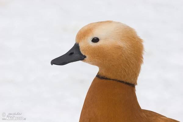 Husice rezavá | Naturfoto.cz