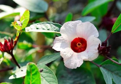 How to Grow Edible Hibiscus Flowers in Your Garden