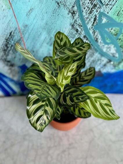 Sansevieria Laurentii — The Tender Gardener