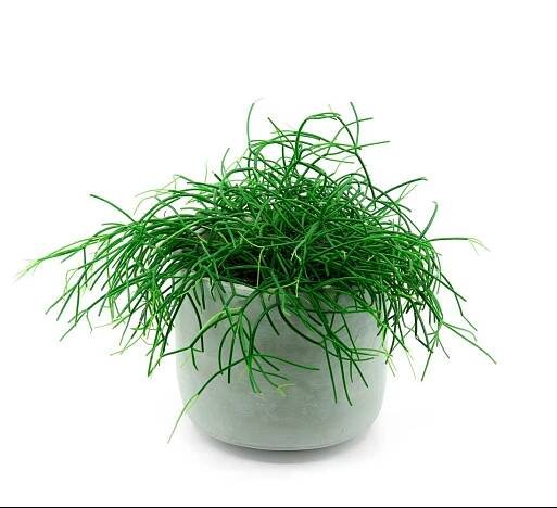 Ripsalis (RHIPSALIS CASSUTHA) E-shop: Prodej po celé ČR